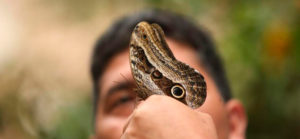 Mariposario de Machu Picchu Waman Adventures 2 - Mariposario-de-Machu-Picchu-Waman-Adventures-2