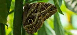 Mariposario de Machu Picchu Waman Adventures 3 - Mariposario-de-Machu-Picchu-Waman-Adventures-3