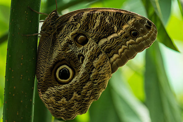 Mariposario de Machu Picchu Waman Adventures 3 - ¿Dónde se Encuentra Machu Picchu? Explorando la Icónica Ciudadela Inca