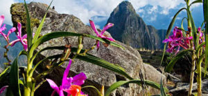 Orquideas en Machu Picchu Waman Adventures 3 - Orquideas-en-Machu-Picchu-Waman-Adventures-3
