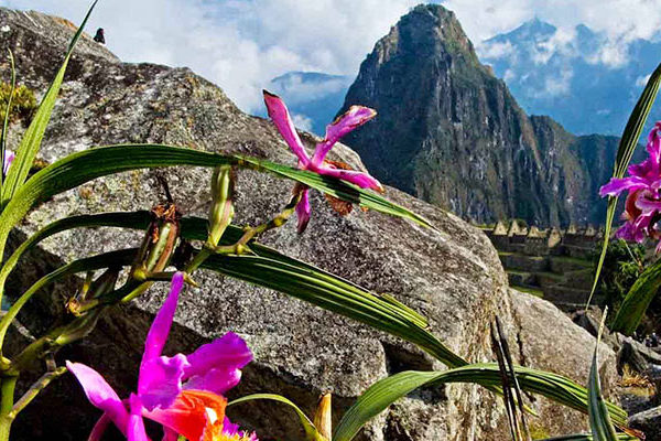 Orquideas en Machu Picchu Waman Adventures 3 - ¿Dónde se Encuentra Machu Picchu? Explorando la Icónica Ciudadela Inca