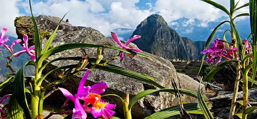 Atractivos durante el increíble Camino Inca 3 floara orquideas machu picchu IKTBP - Atractivos durante el increíble Camino Inca
