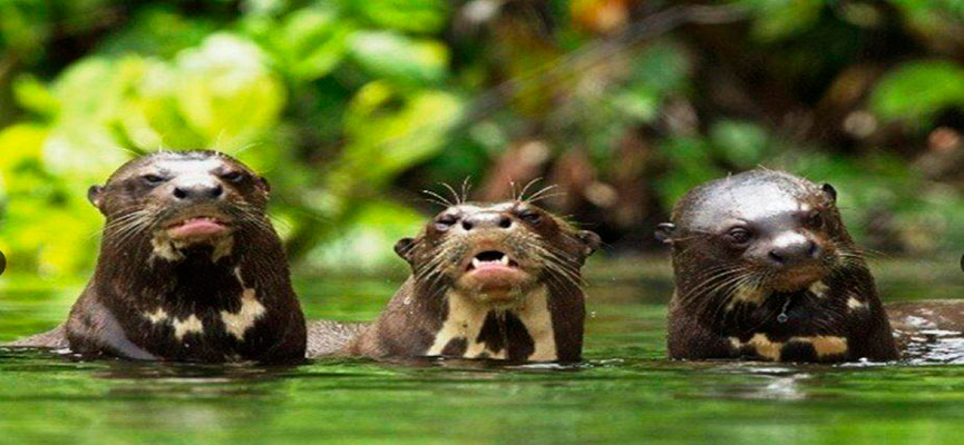 peru biodiversidad - Razones para visitar el mágico país de Perú