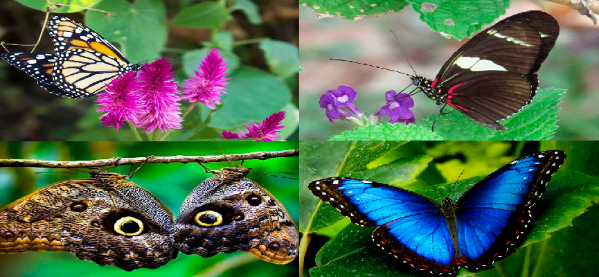 Machu Picchu Mariposas IKTBP 12 - Turismo Ecológico en Machu Picchu