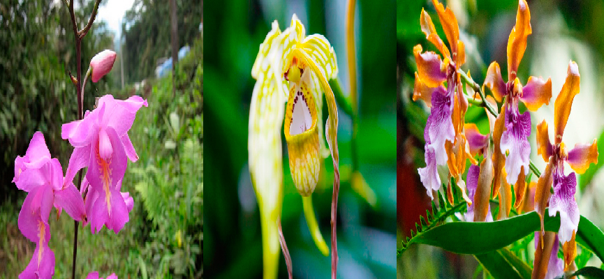Machu Picchu Orquideas IKTBP12 - Turismo Ecológico en Machu Picchu