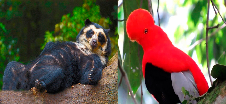 oso de anteojos gallito de las rocas IKTBP12 - Turismo Ecológico en Machu Picchu