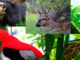 IKTBP Flora Fauna - Flora y Fauna Durante Su Visita al Perú