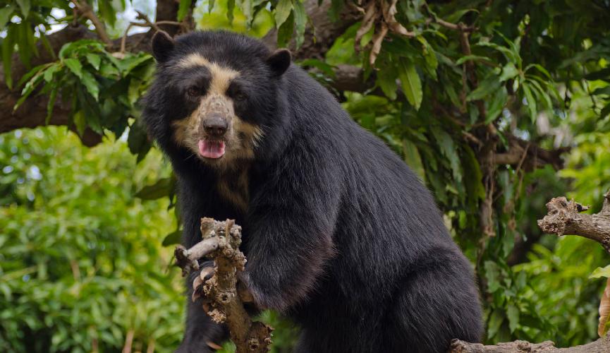 Oso de anteojos IKTBP - Flora y Fauna Durante Su Visita al Perú