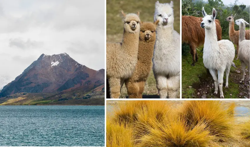alpacas andean community phinaya cusco - Glaciar Quelccaya: La Aventura a 5,100 msnm que Debes Vivir en Cusco